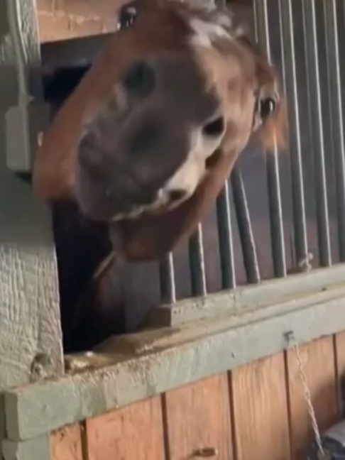@Horses TikTok