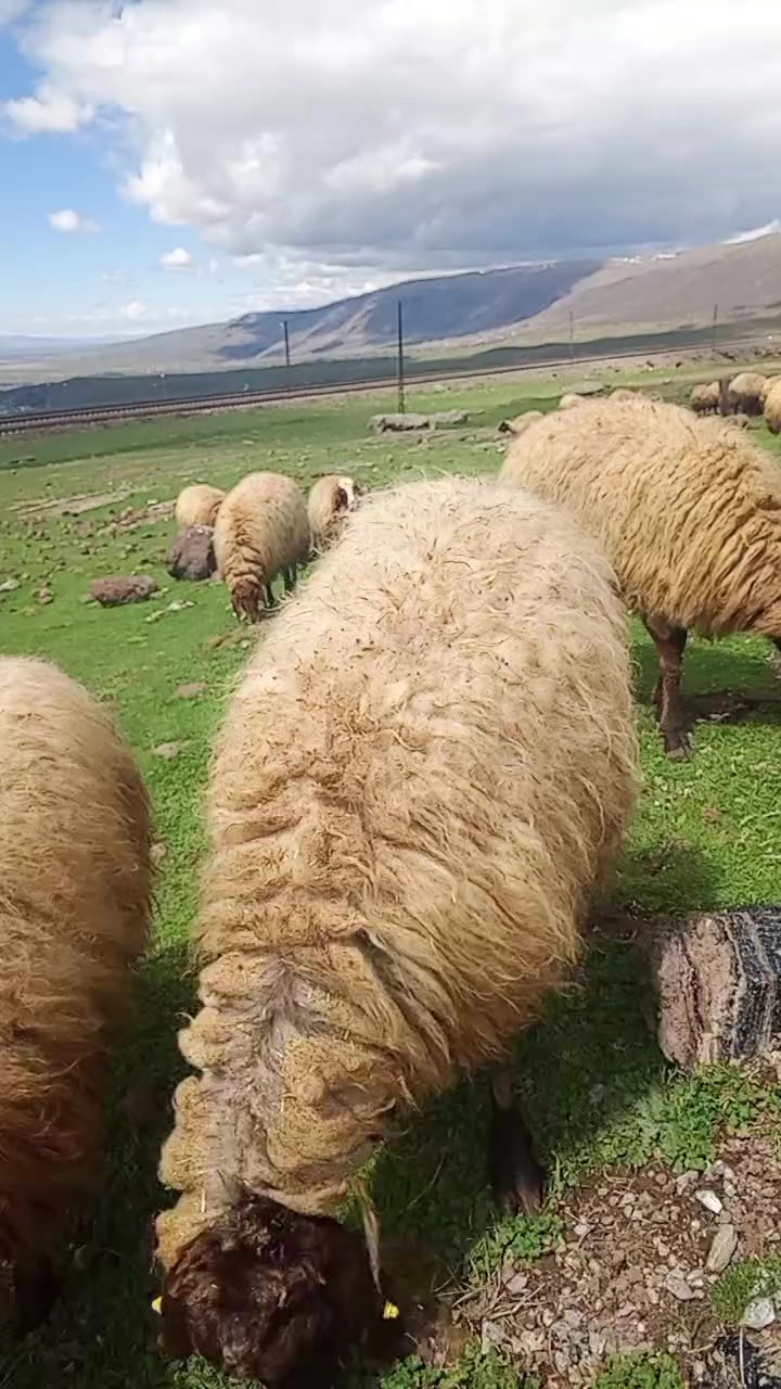 @Kasım