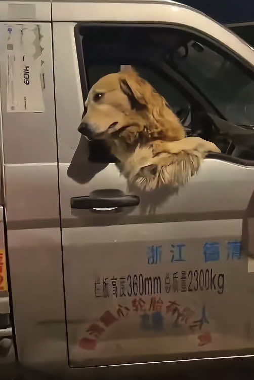 @funnyanimalvideo99
