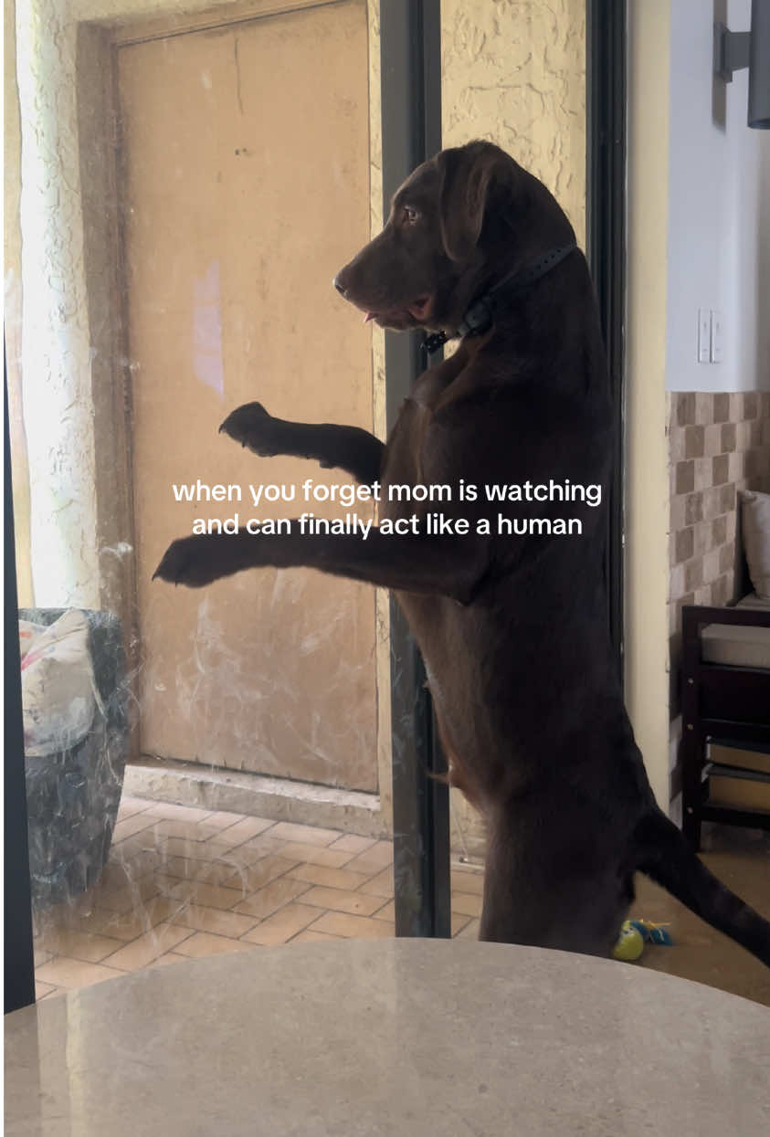 @Apollo the Choc Lab 🤎