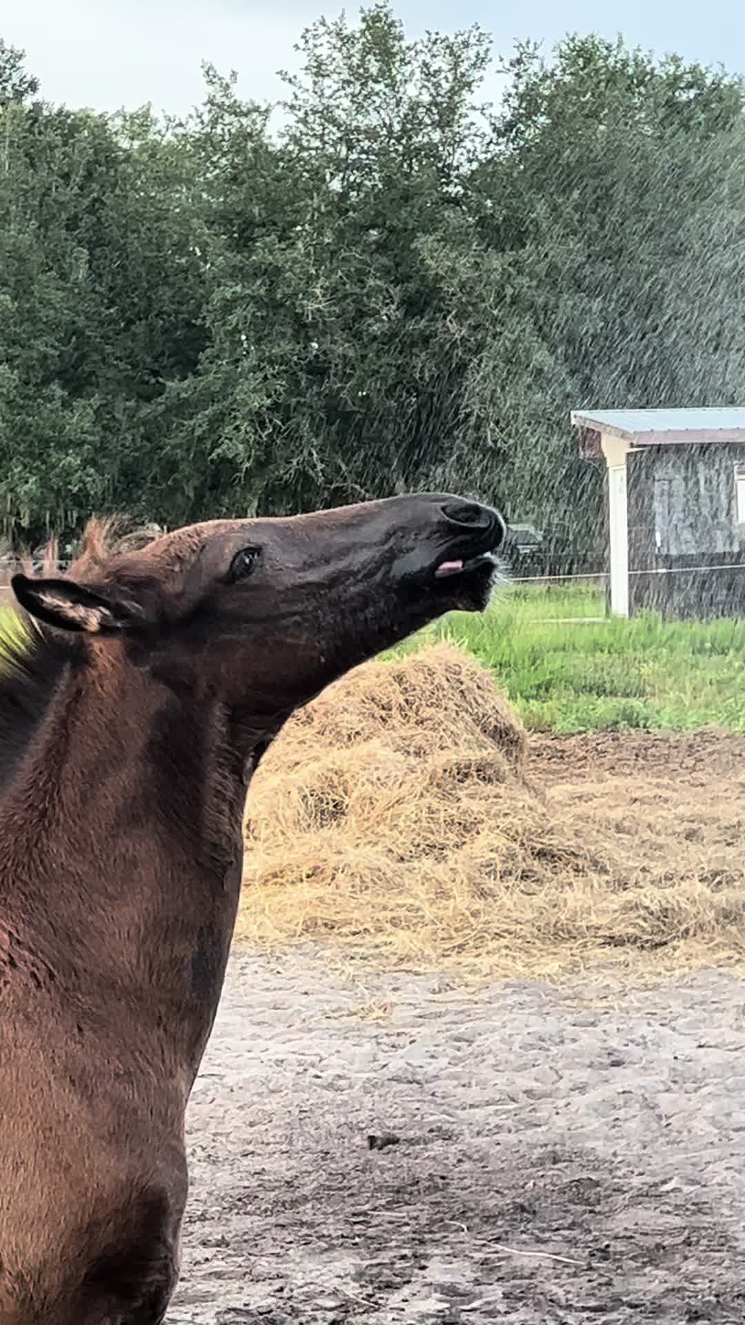@saltdragonfarm