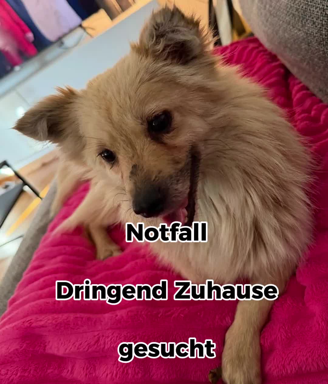 @🐾 PfoteF&uuml;rPfote 🐾