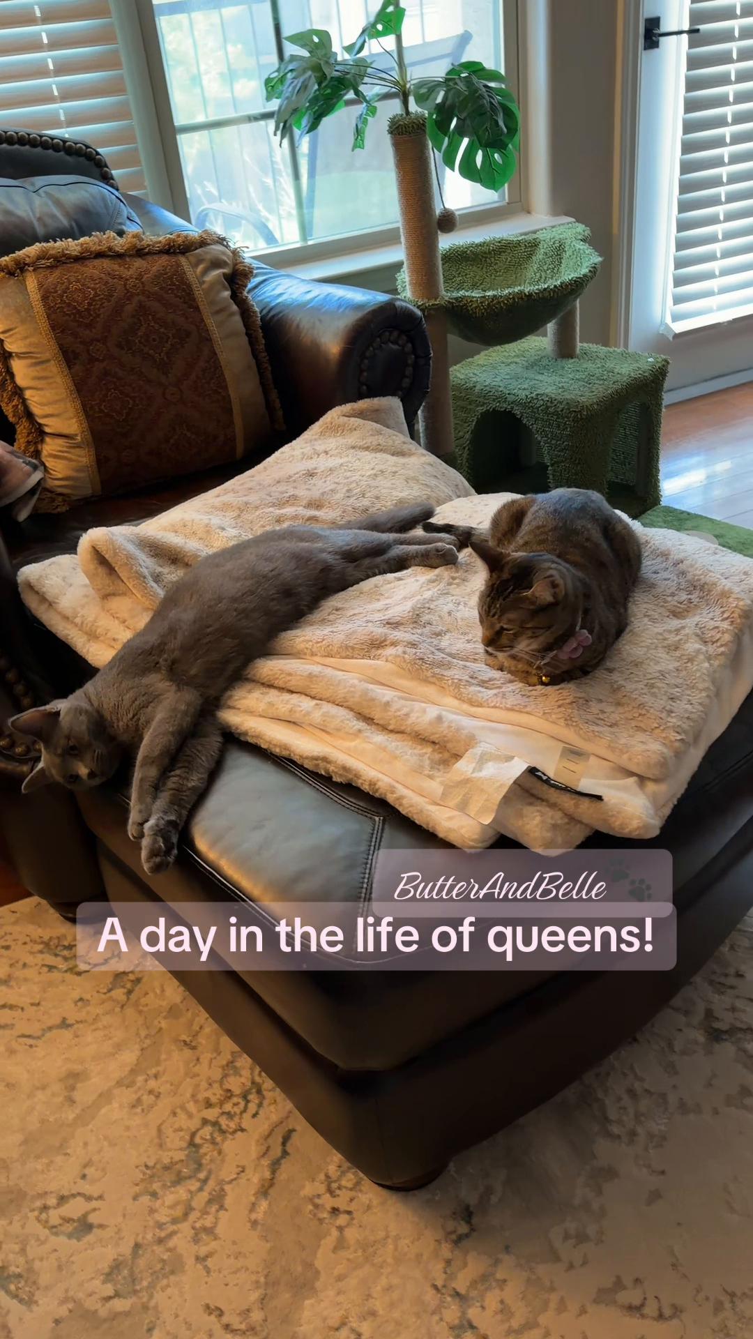 @ButterAndBelle