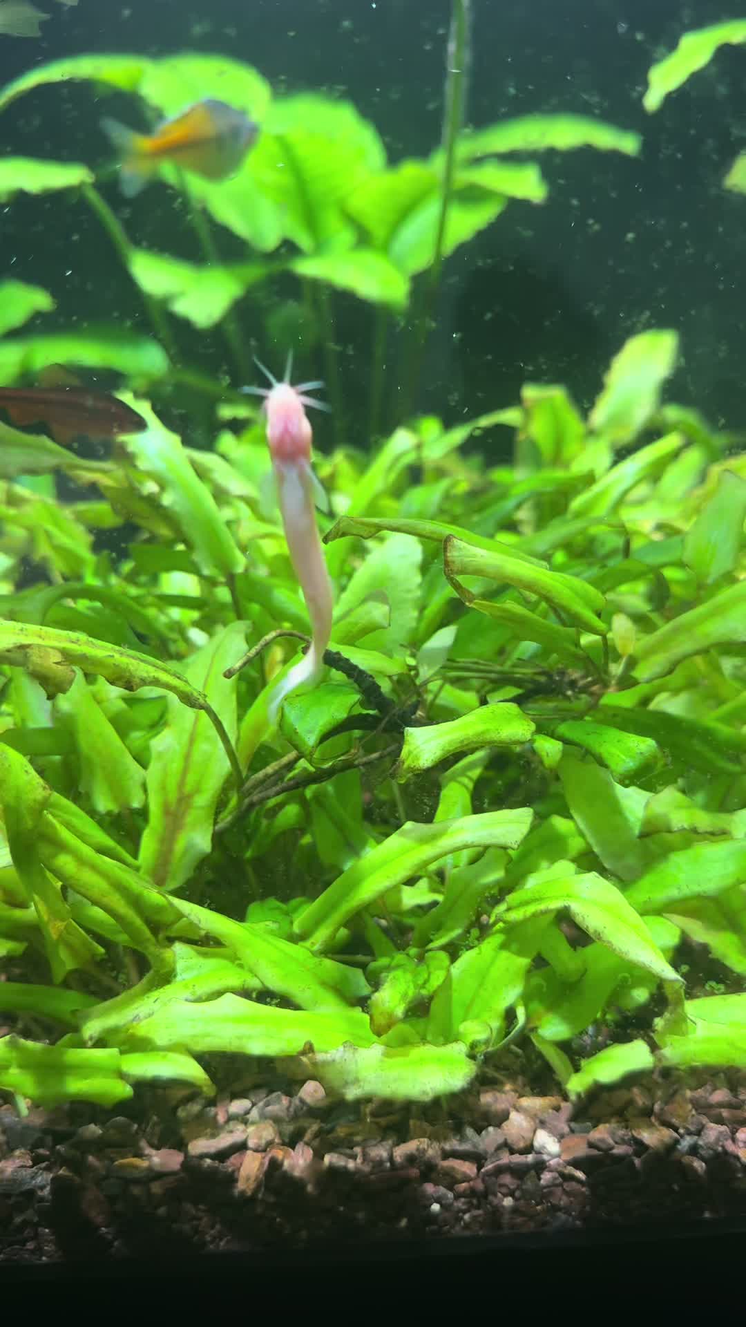 @SimpAquatics