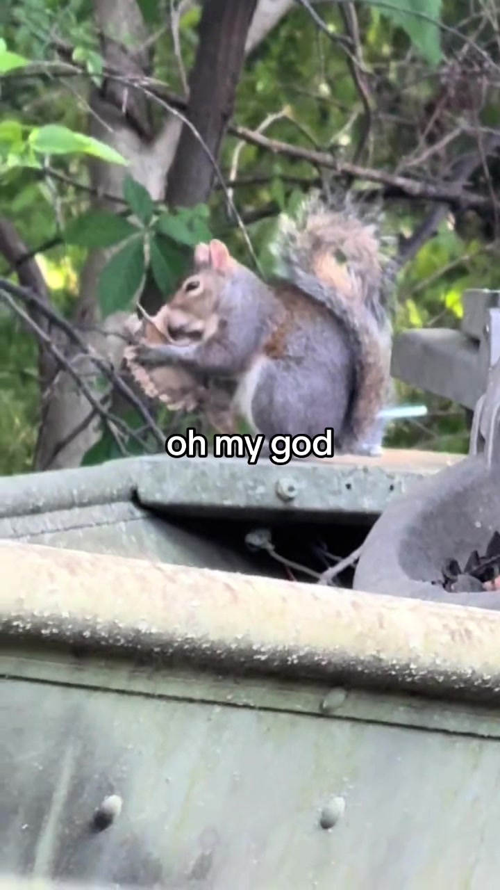 @PastelOpossum