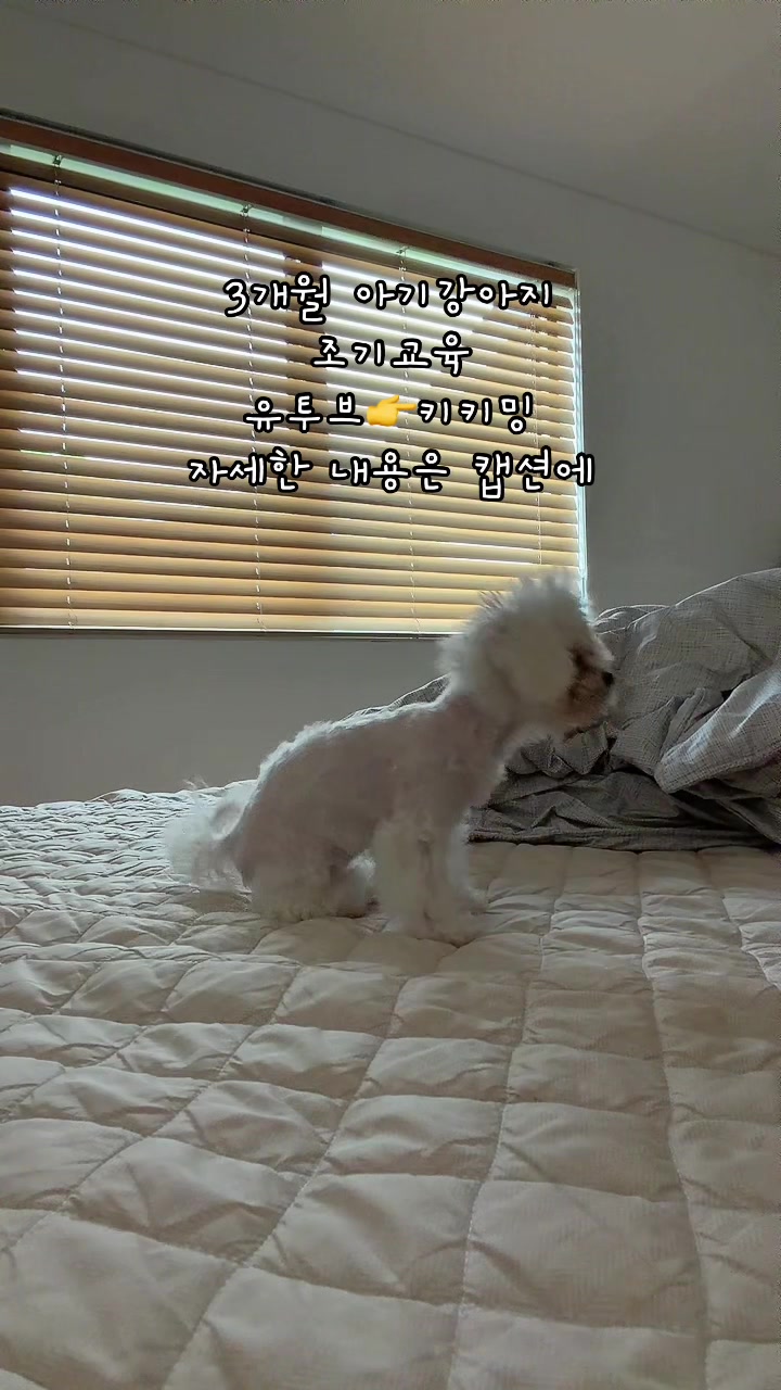 @jeju_kiki