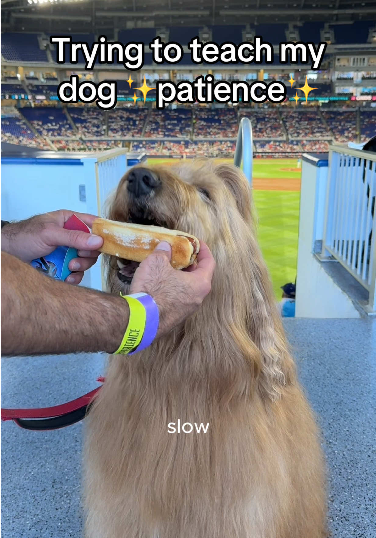 @Brodie The Goldendoodle