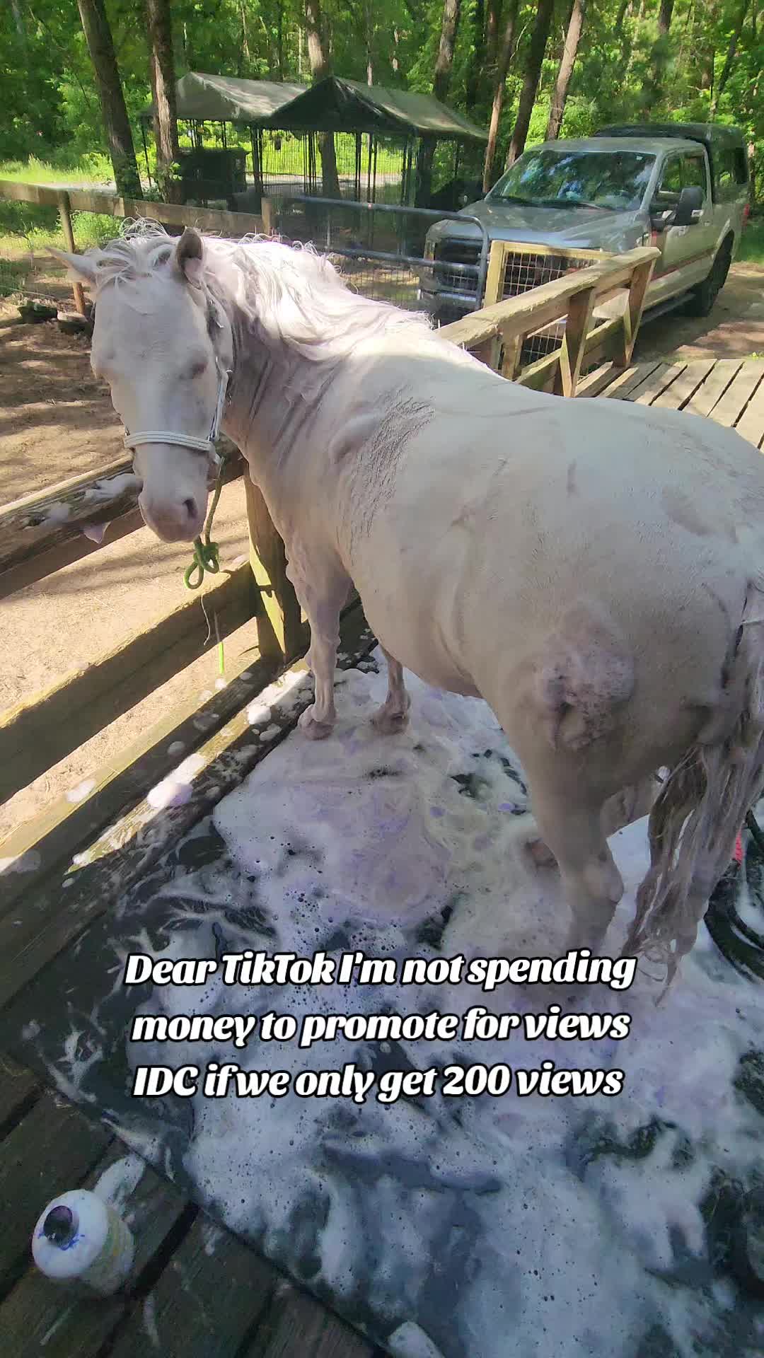 @minihorsemomandtrainer🐴🐴🐴🐴