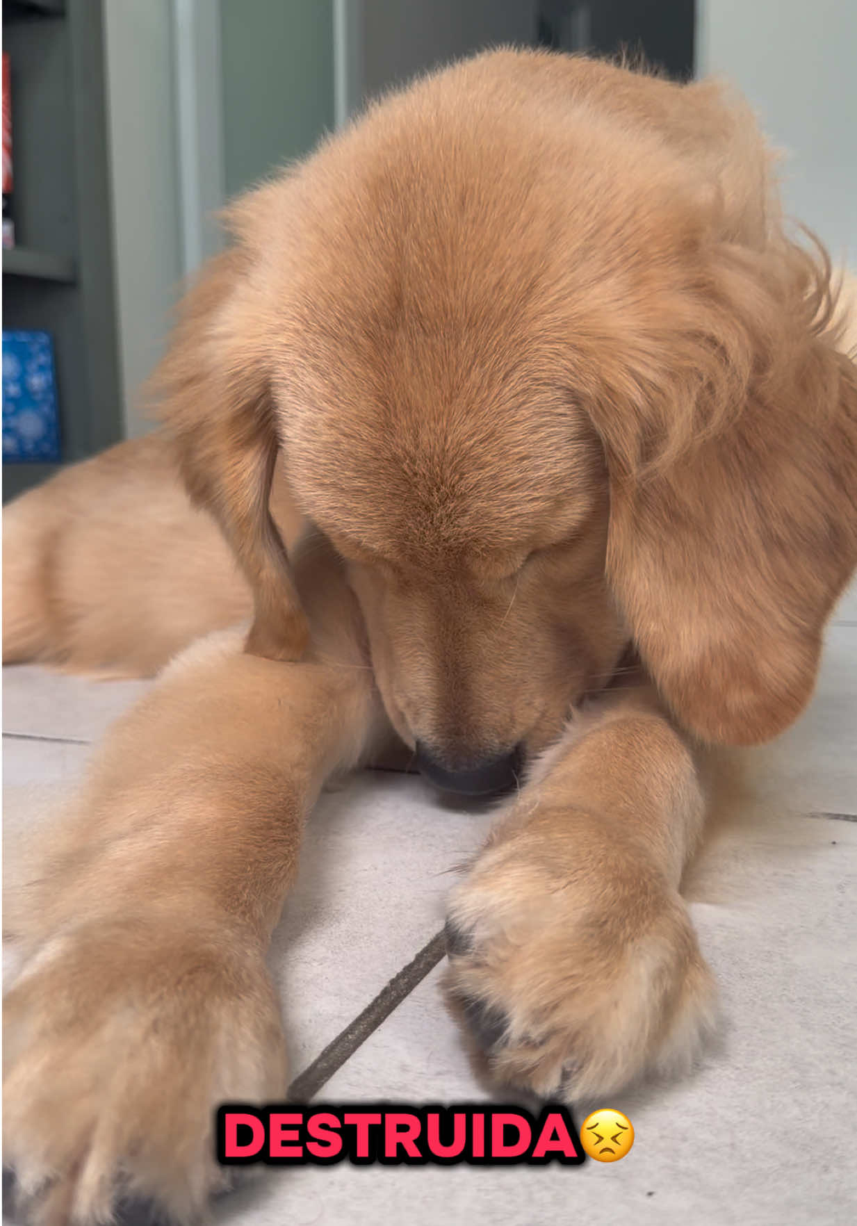 @thepawsisterspr