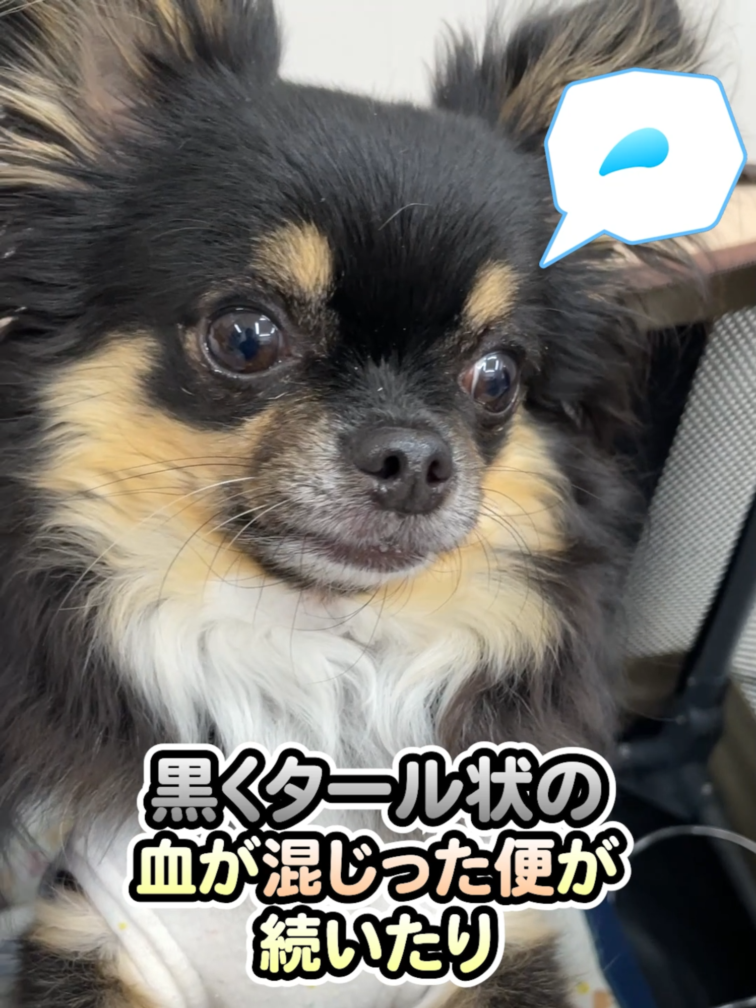 @オダガワ動物病院