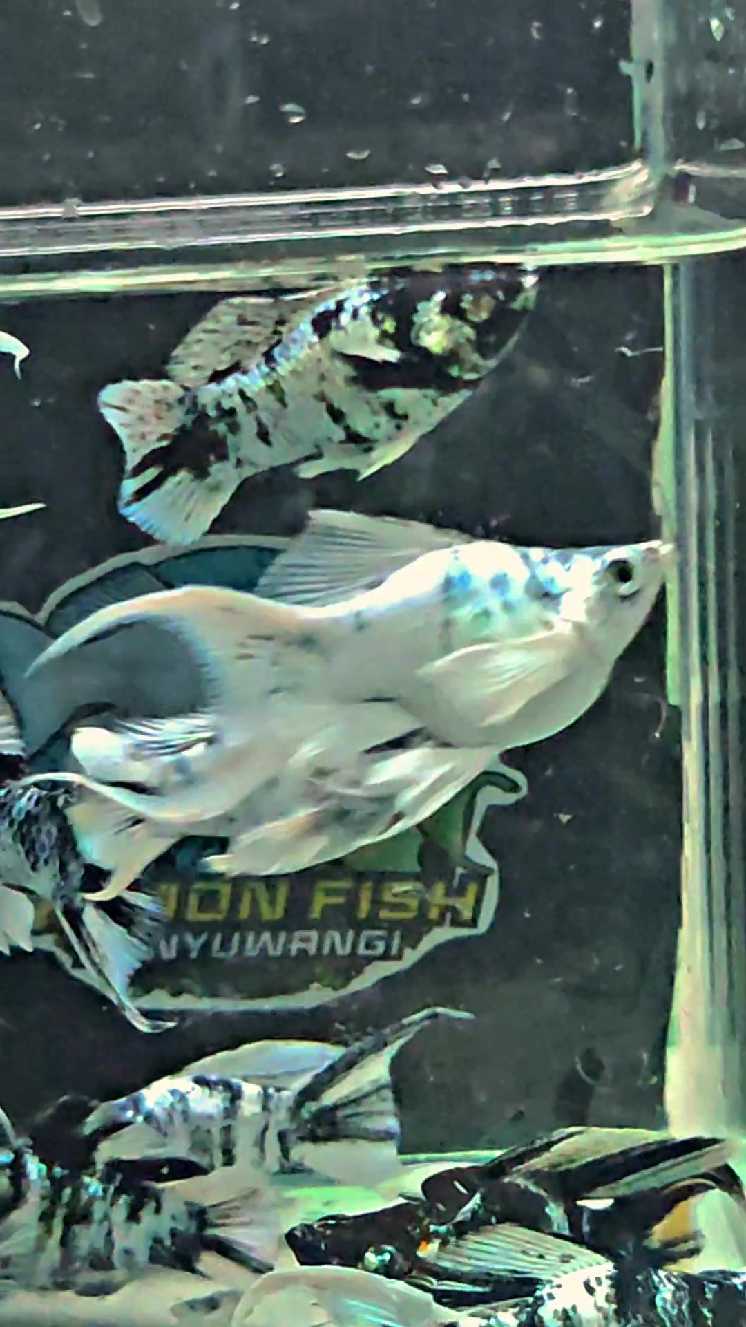 @Ramon Fish Banyuwangi
