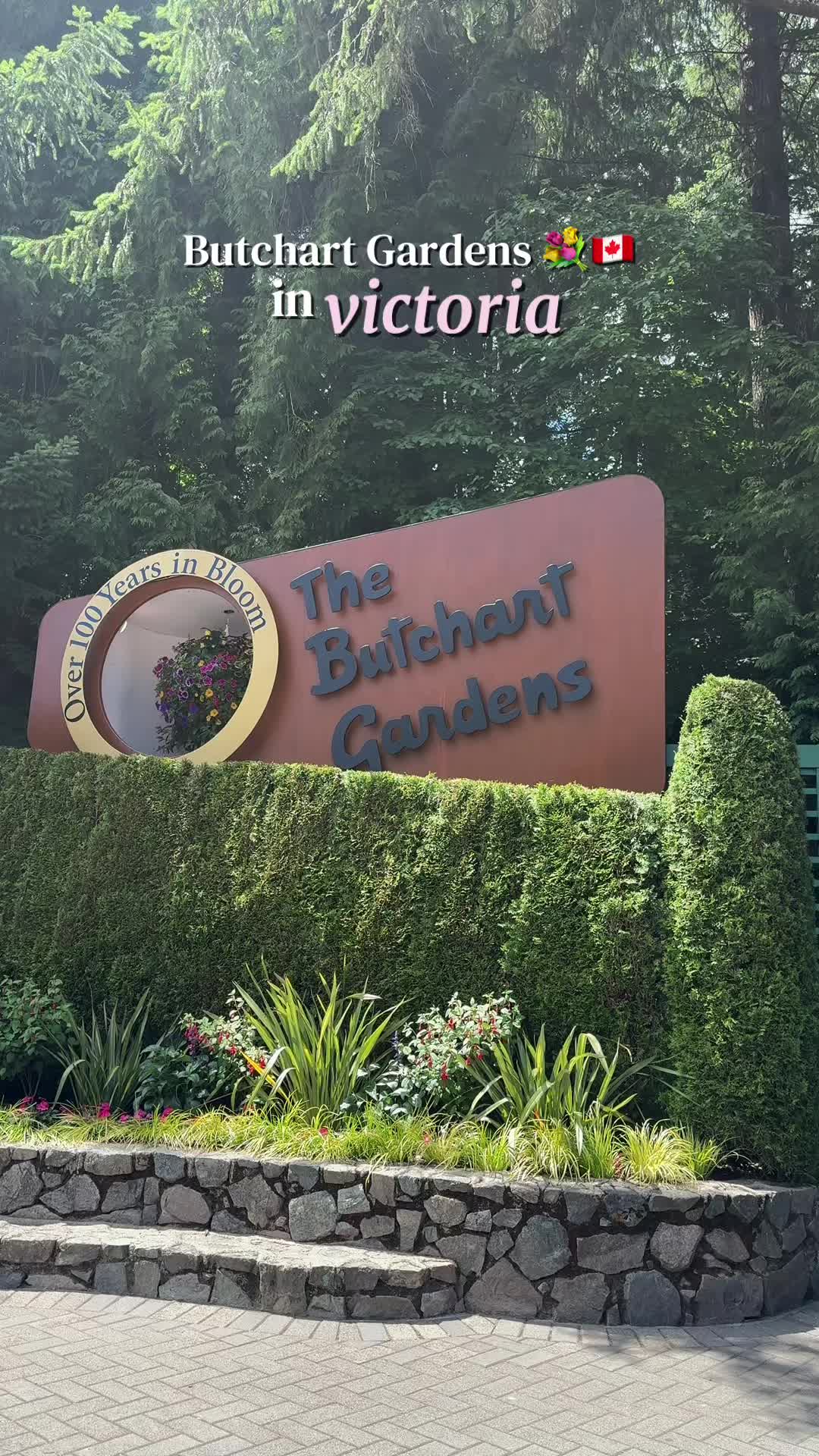 @hiiiicarly🤍