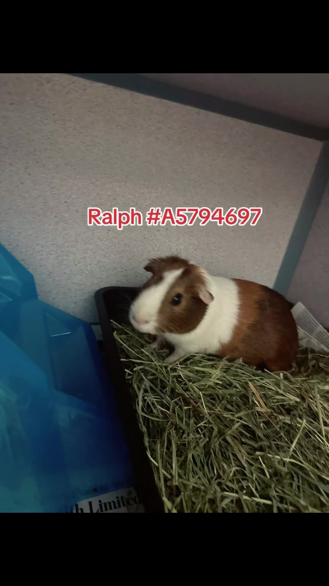 @Bunniesofeastvalley
