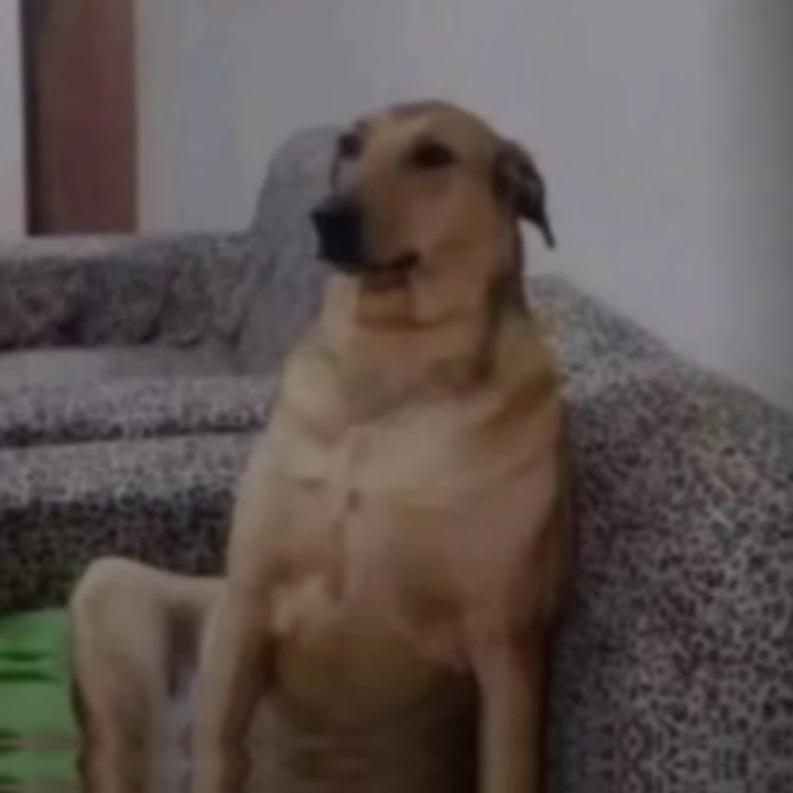 @SusyDog