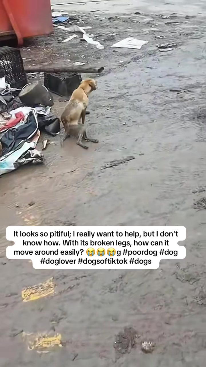 @rescue_with_susan