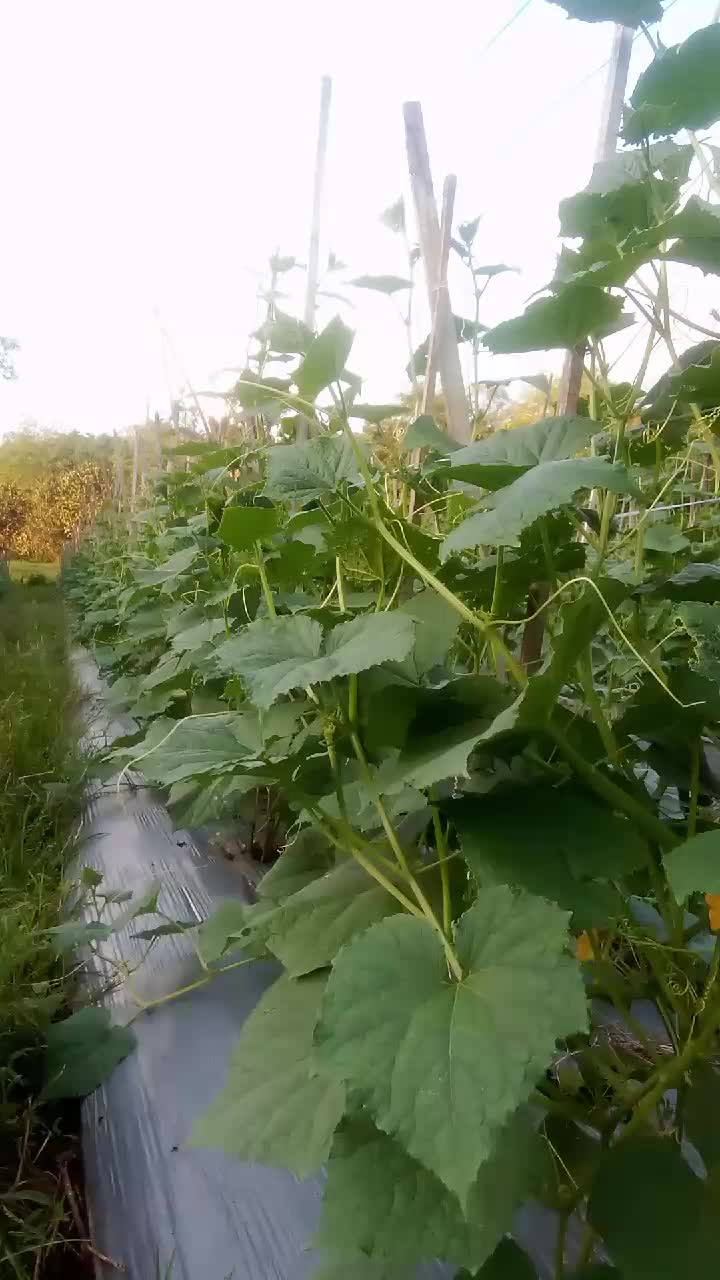 @SURYA TANI