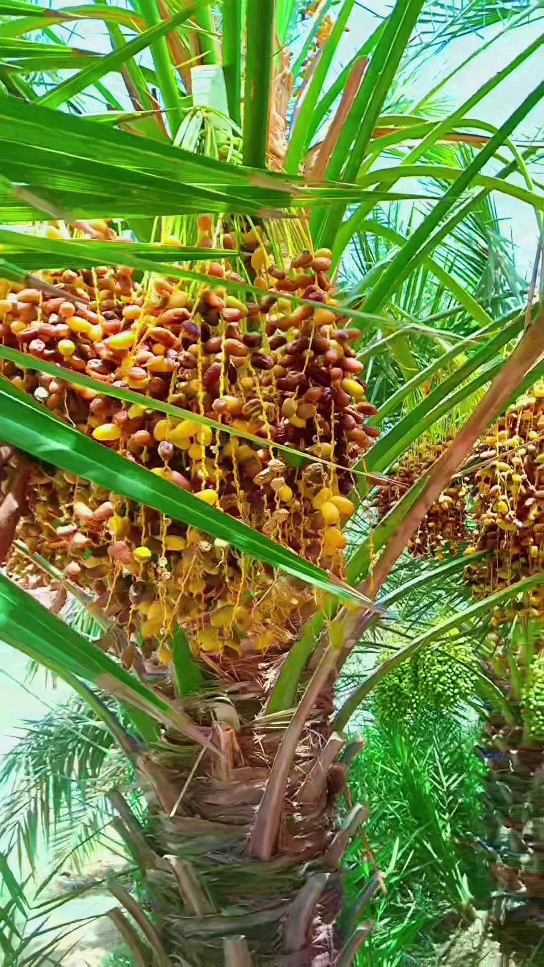 @shajiകായംകുളം❤️❤️