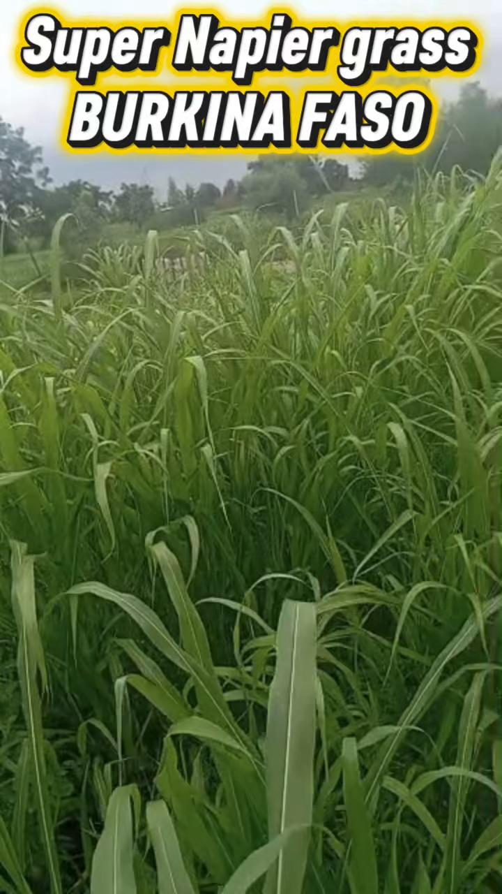 @Sambla Farming