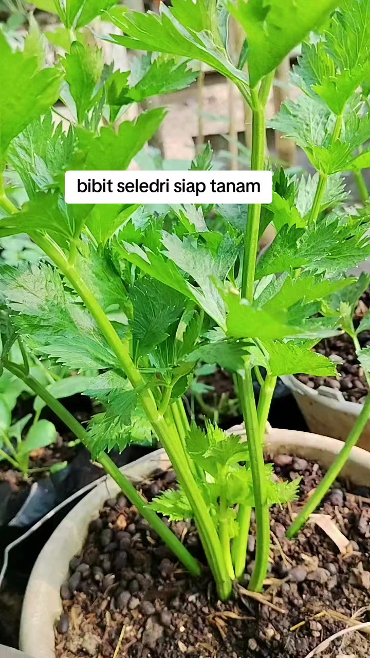 @Rastridd