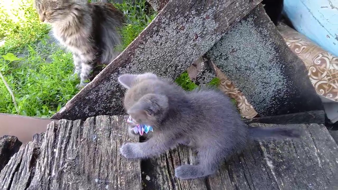 @кисми^^