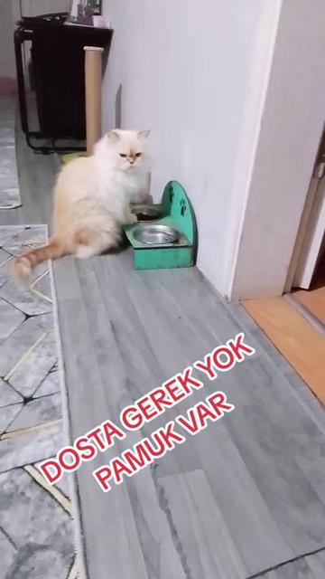 @Beyazgül