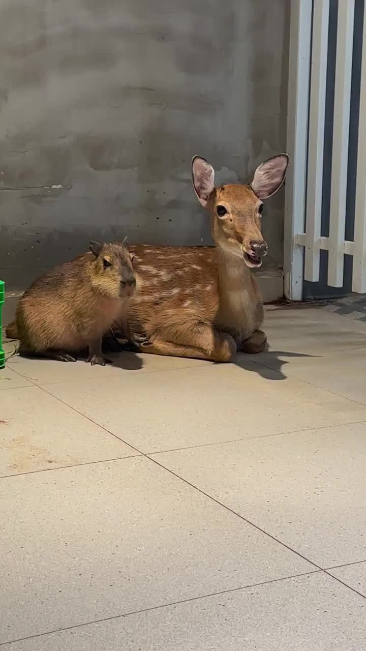 @capybara121224