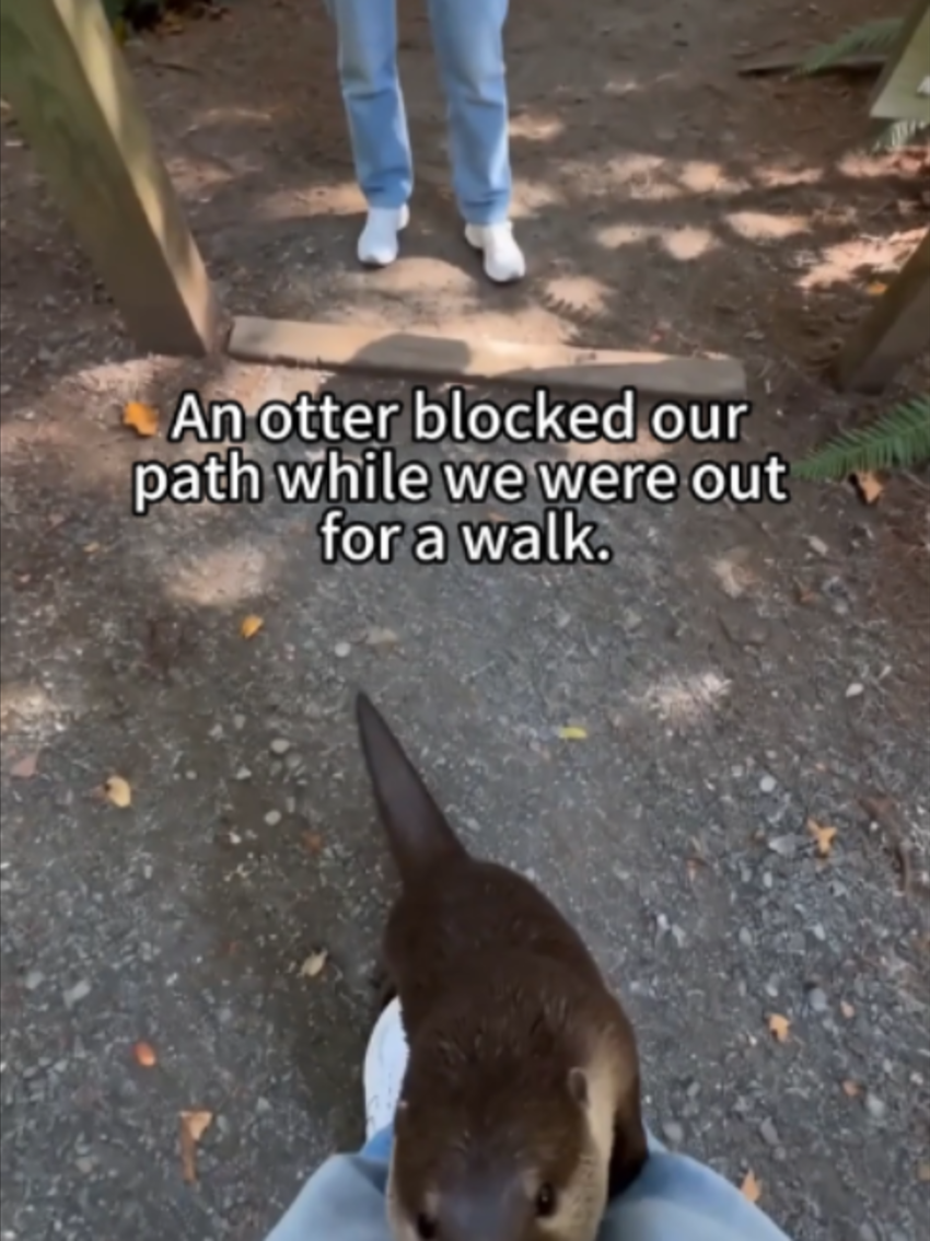 @PawsUnited