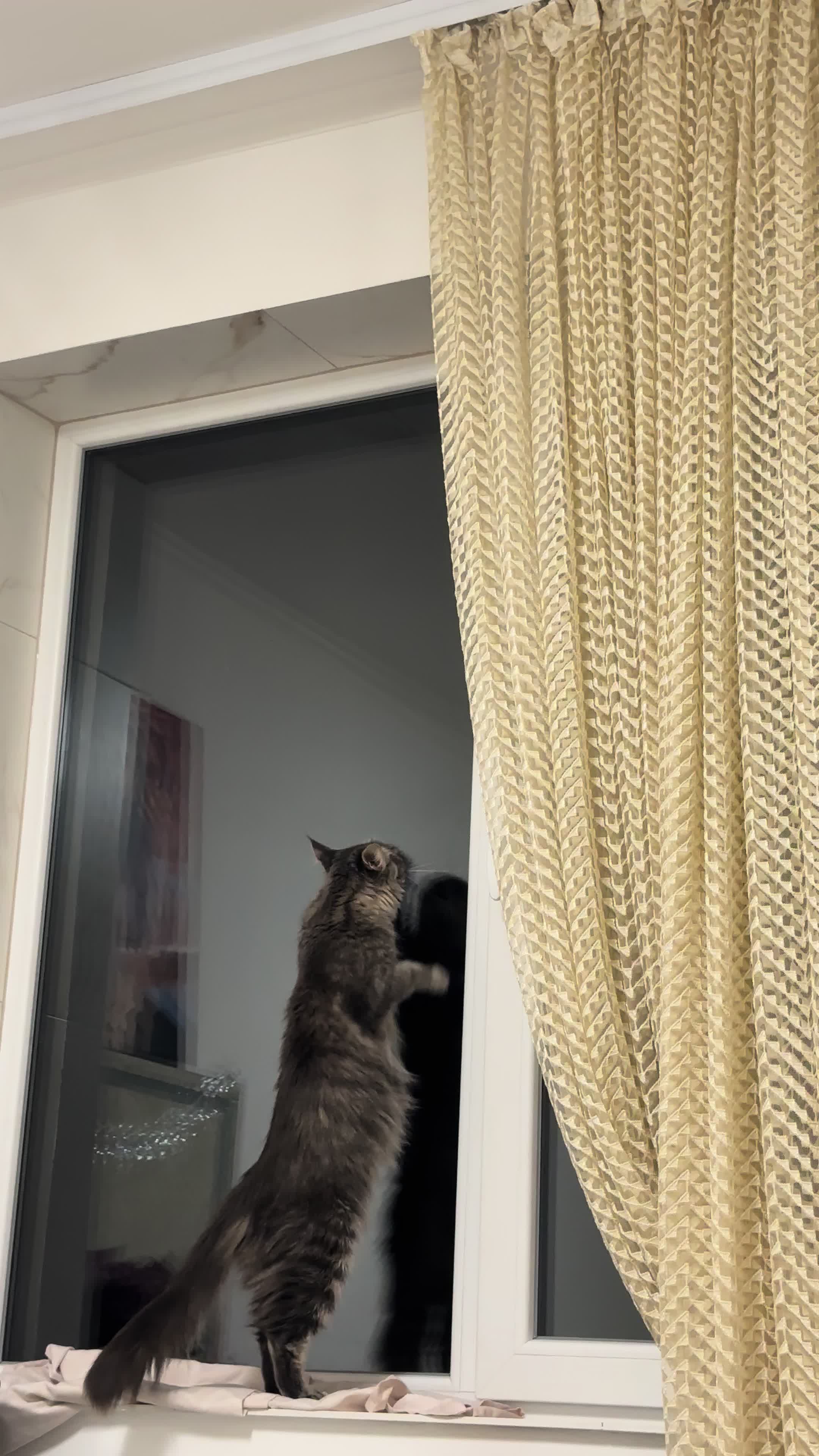 @Кіт _Дейзі