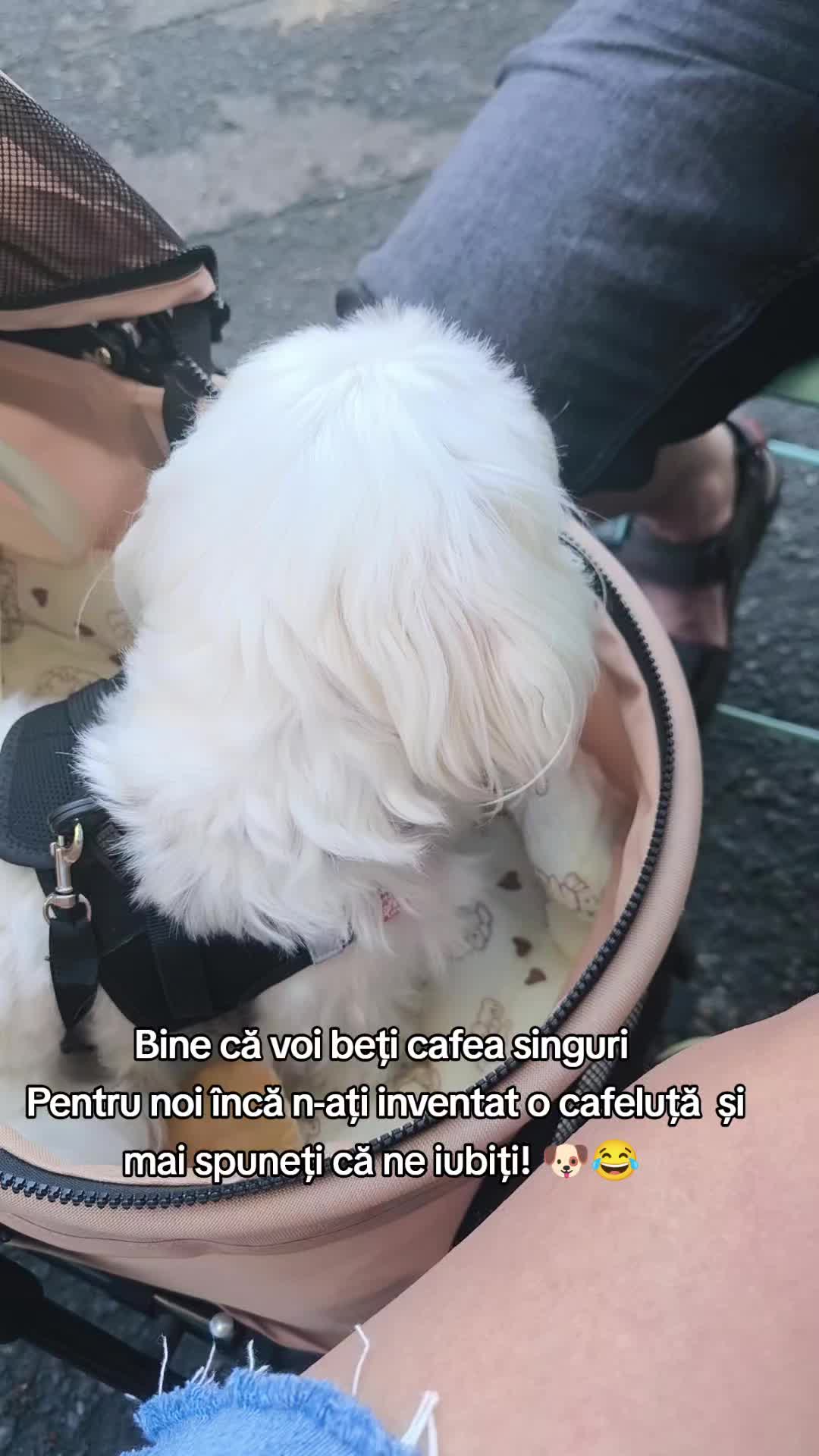 @🐾 BUBI 🐾