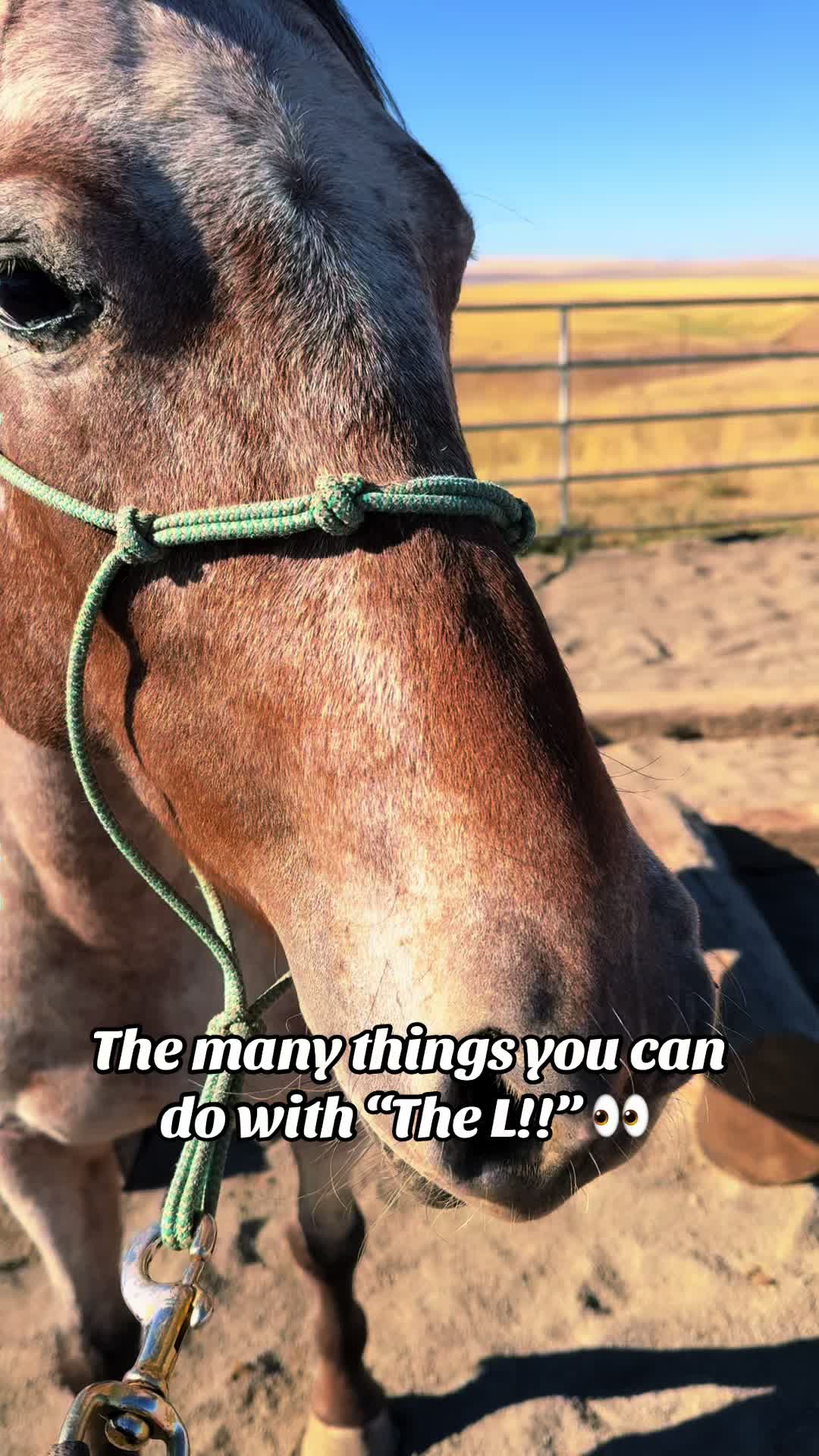 @Cowgirl Tuff Colt Training ❤️