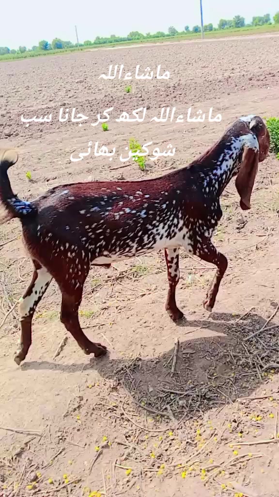 @Prince cheema