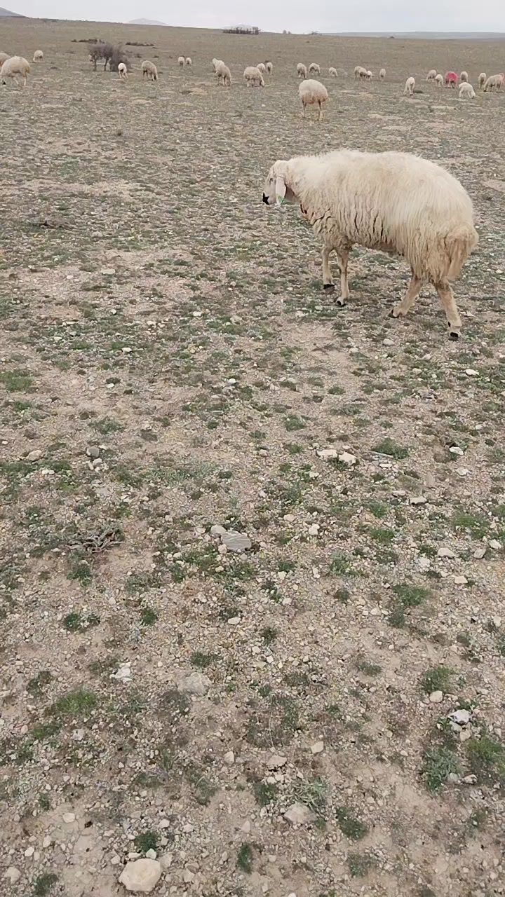 @Ismail Çapar42