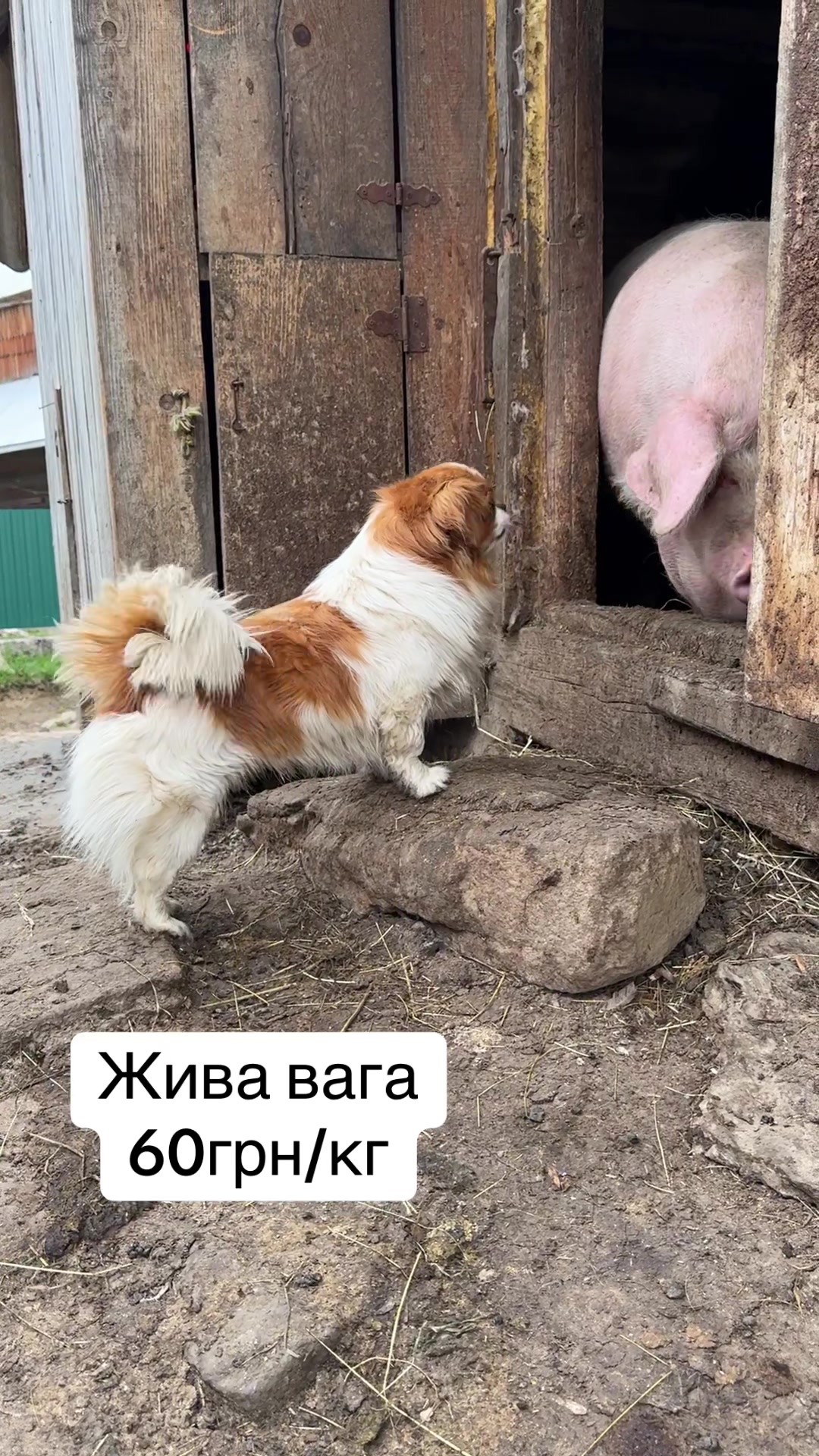 @Kovach9999