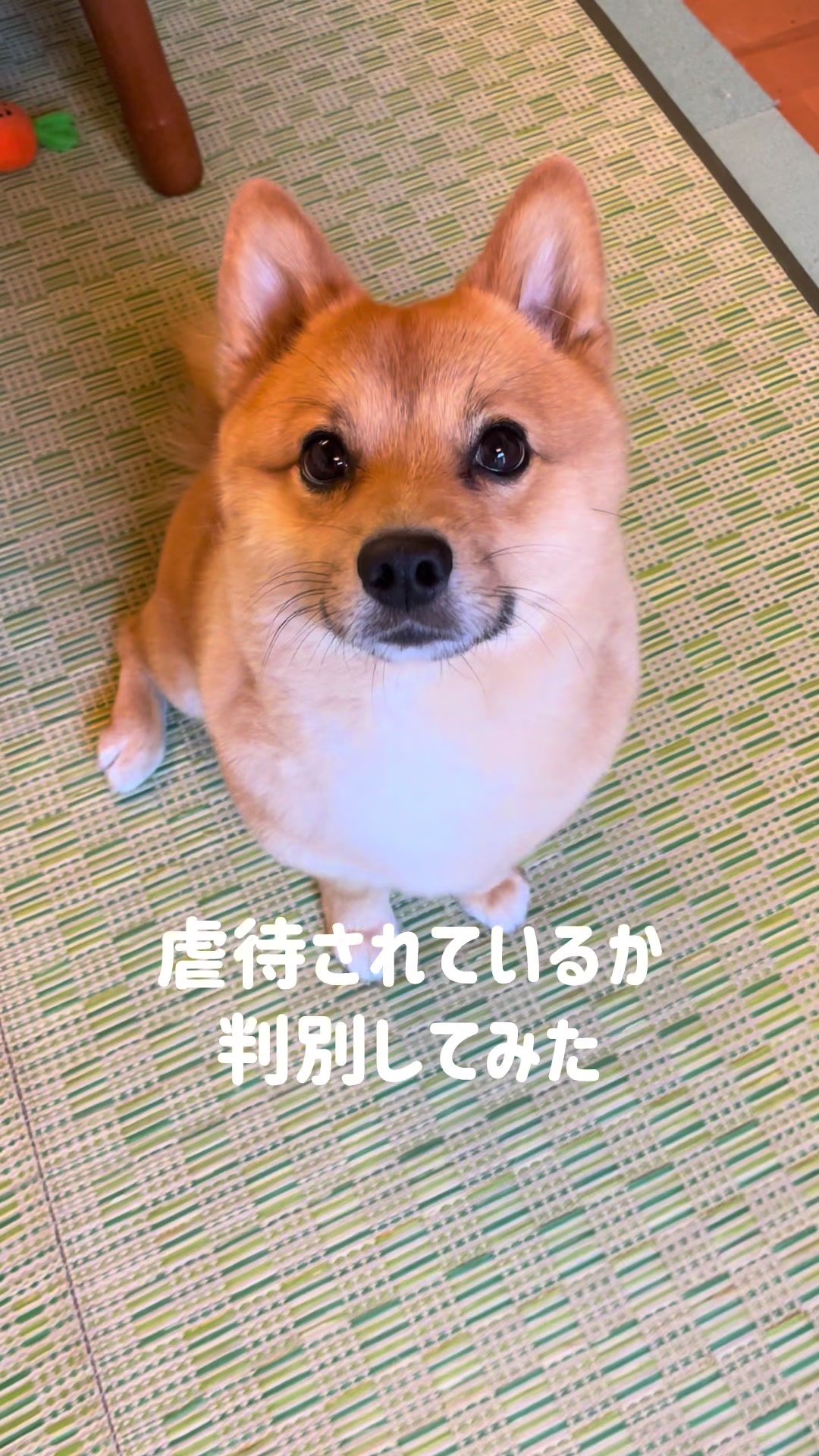 @ポメ柴もなか(もちゃ)୭