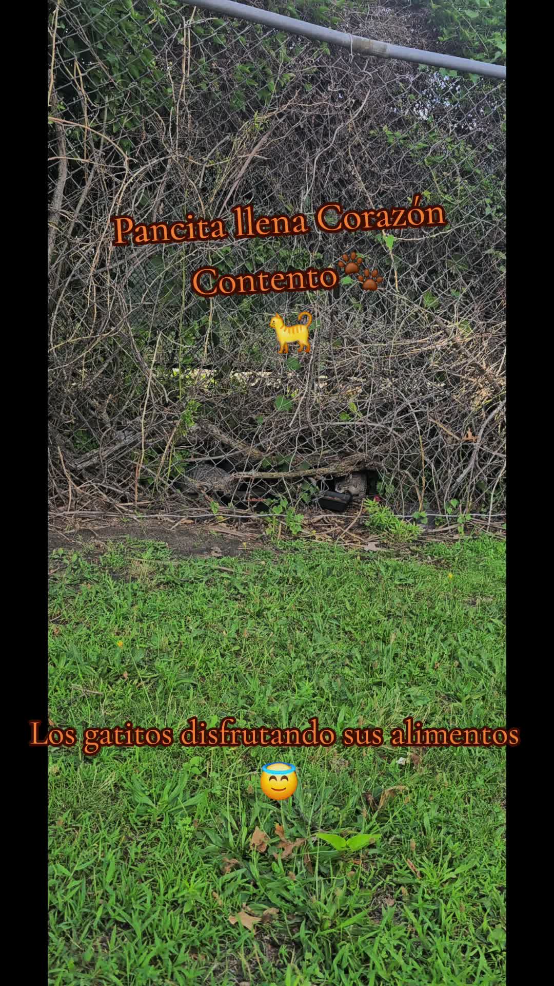 @🇲🇽Guli.Carrada 🐈&zwj;⬛