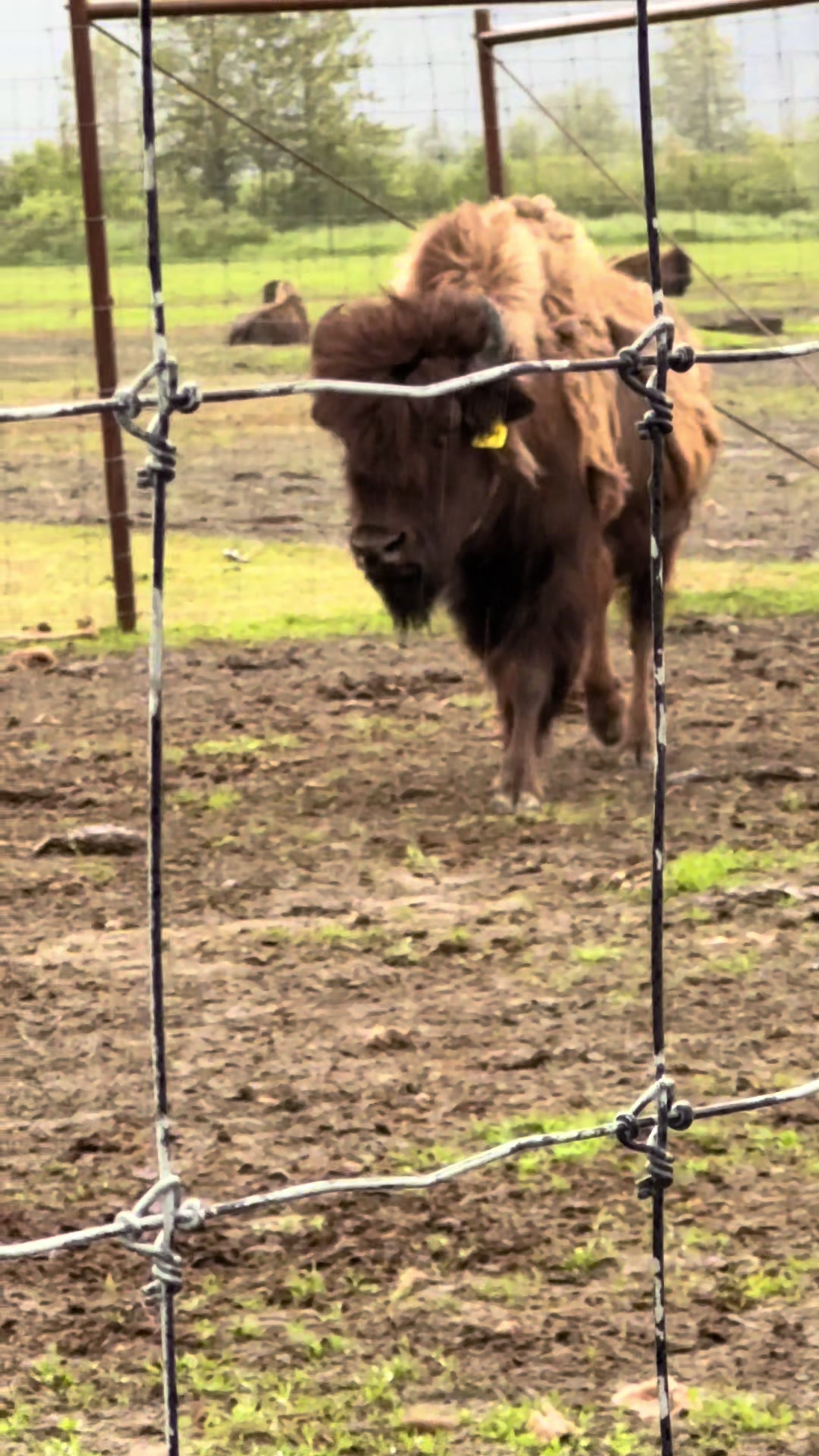 @Stephanie | Shady Creek Farm
