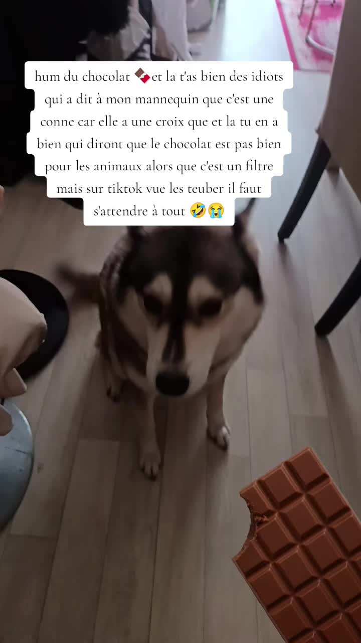 @dog et demon ➕😈 de lenfer ➕👻