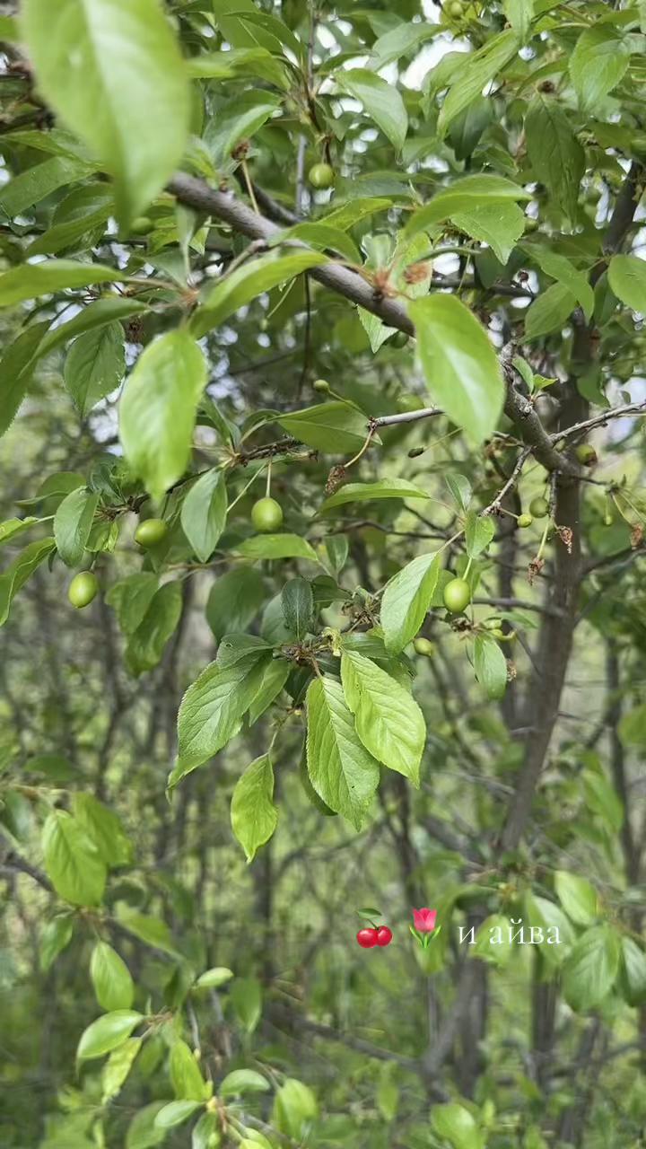 @Нина Тетахилинг
