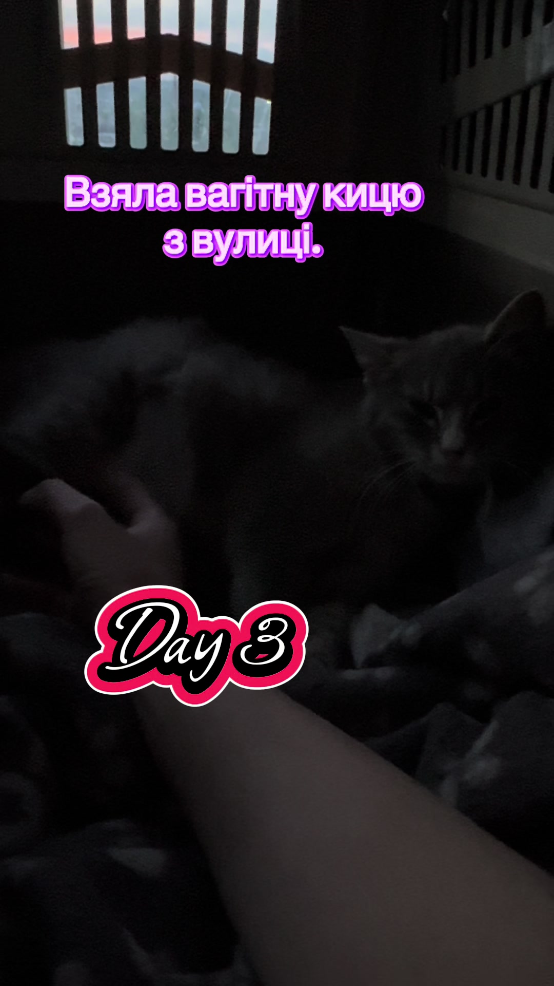 @Корнелія Удовенко