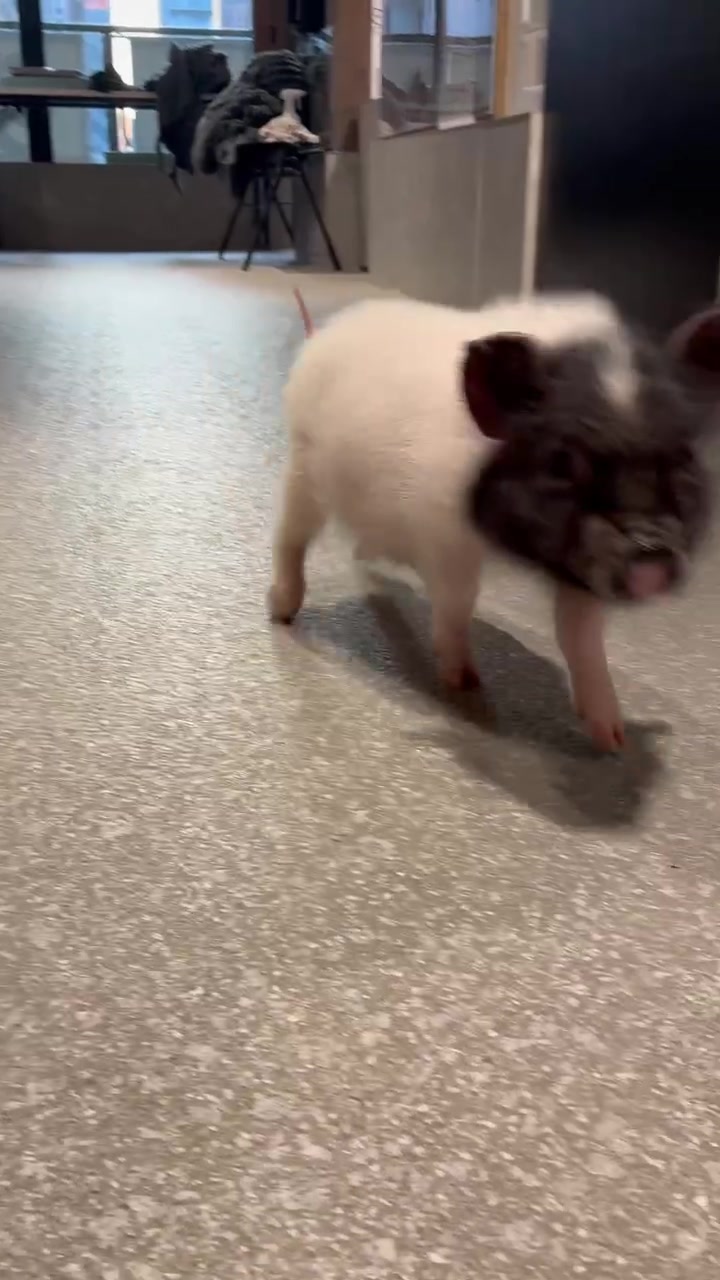 @pignic