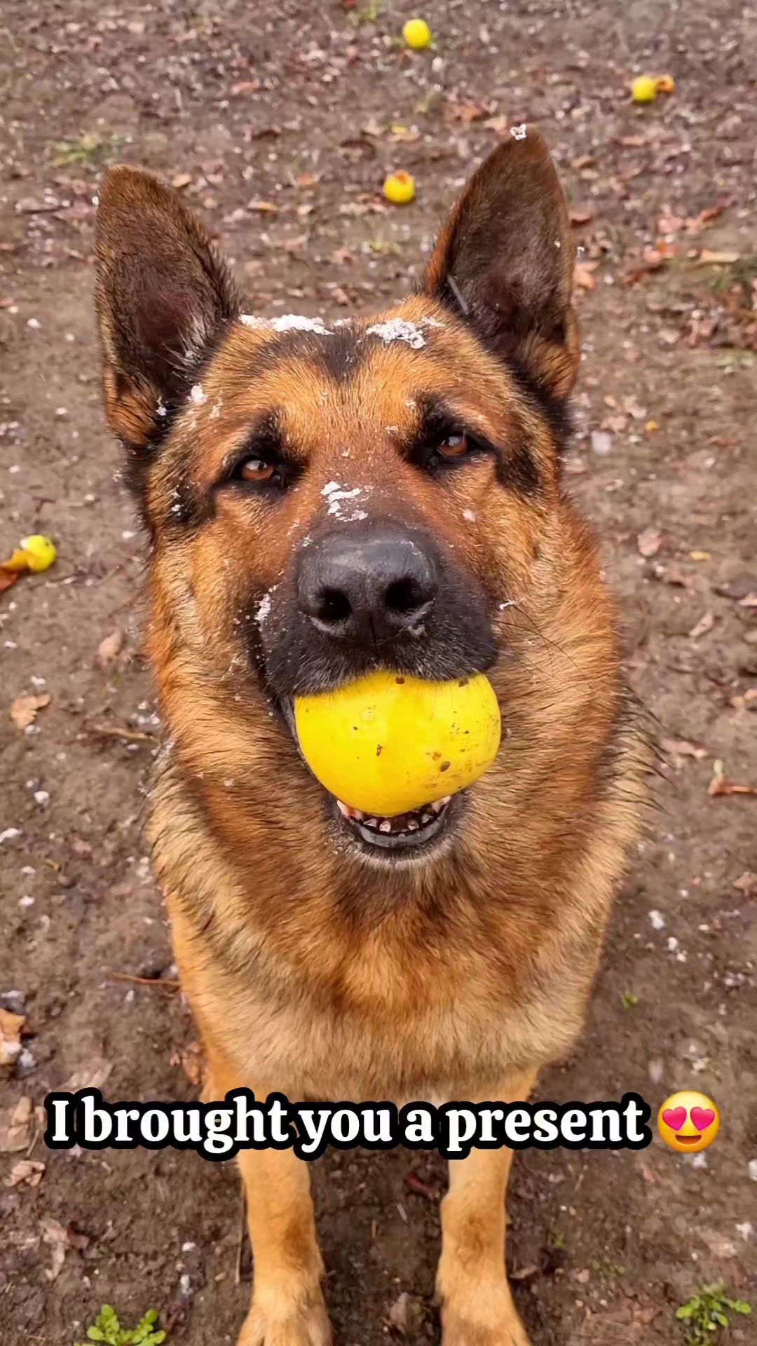 @germansheperd.Rexi