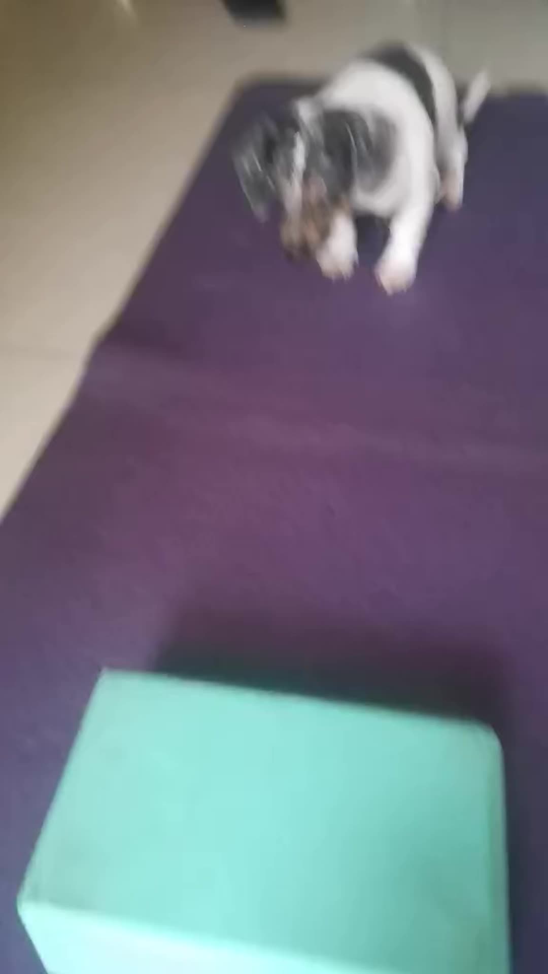@PrincessGanda_doxie