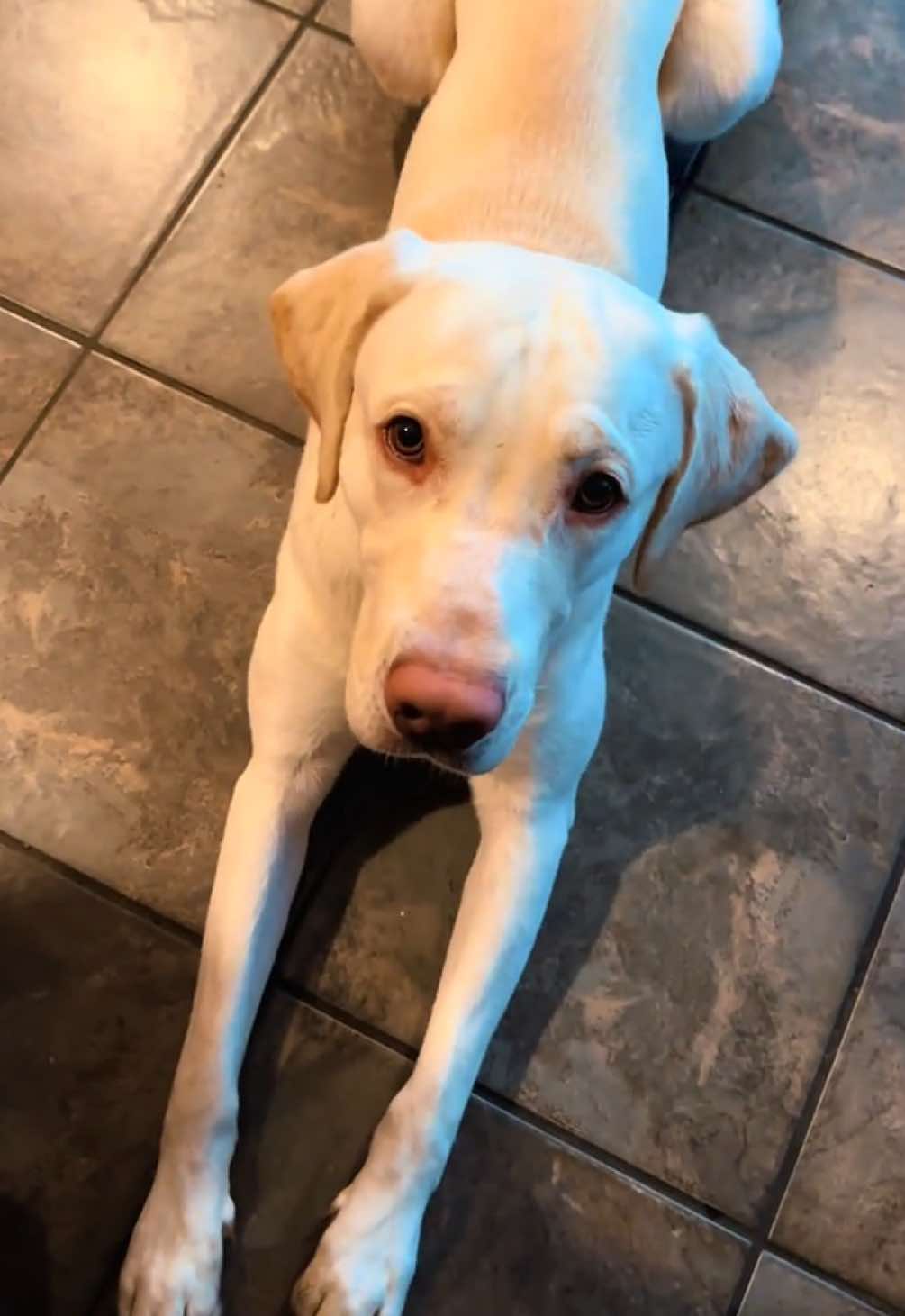 @AmandaT | Your Dog is COOL!