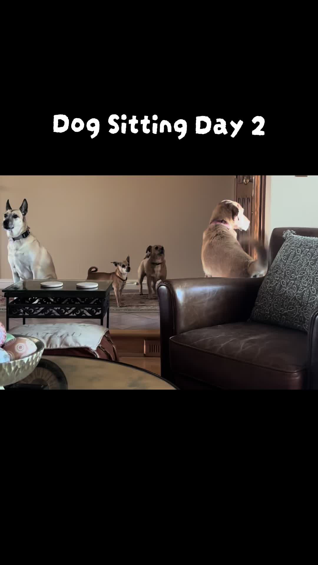 @LittleDog&Bogie