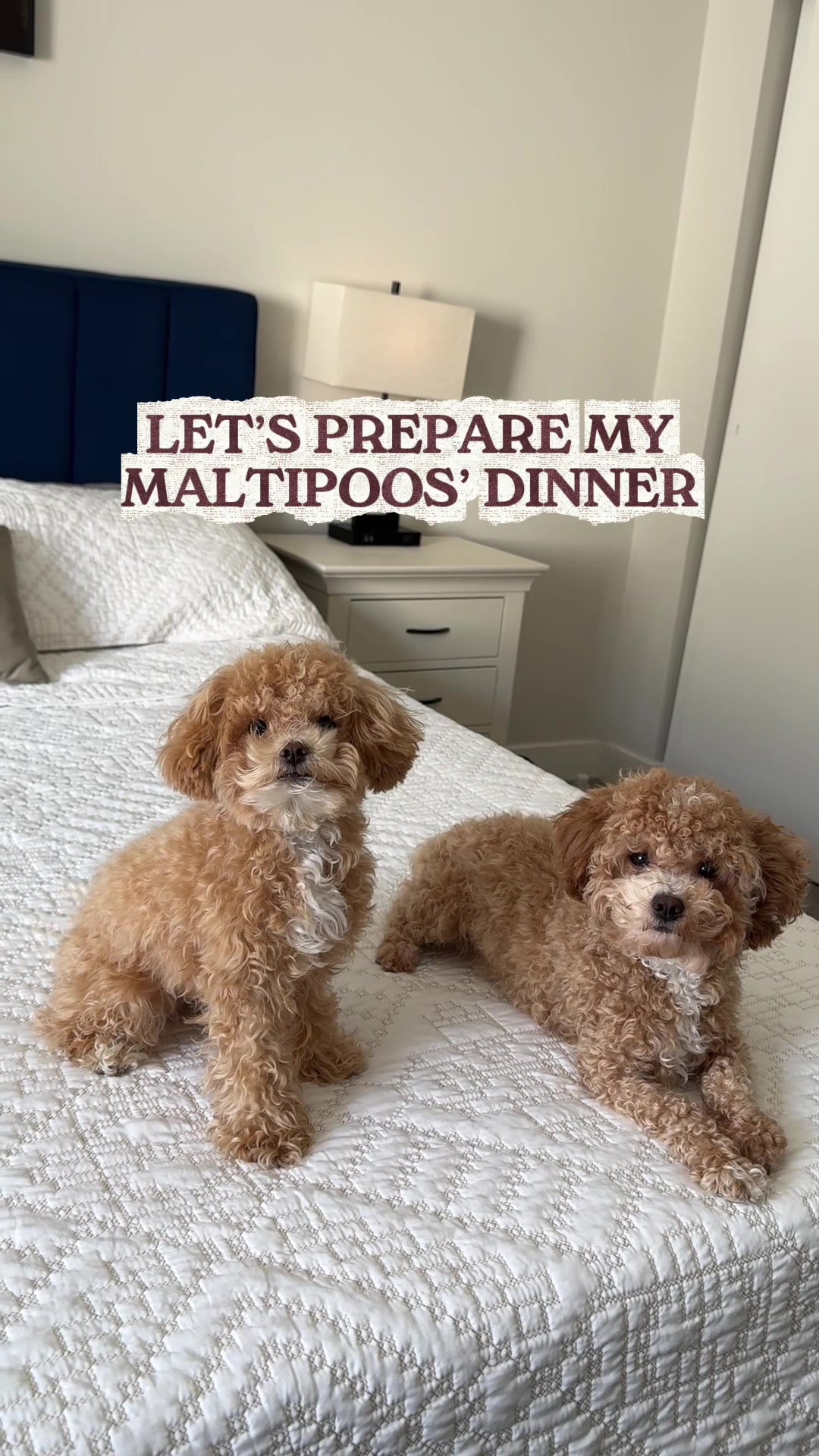 @Dog Bites Daily