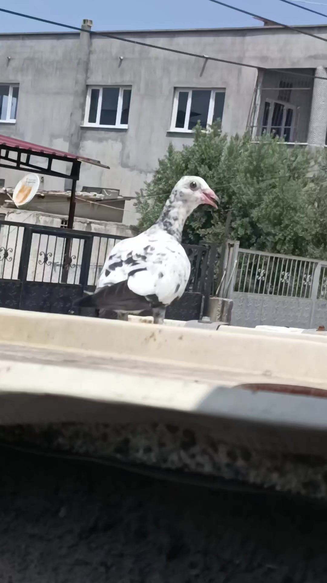 @Okan Kç