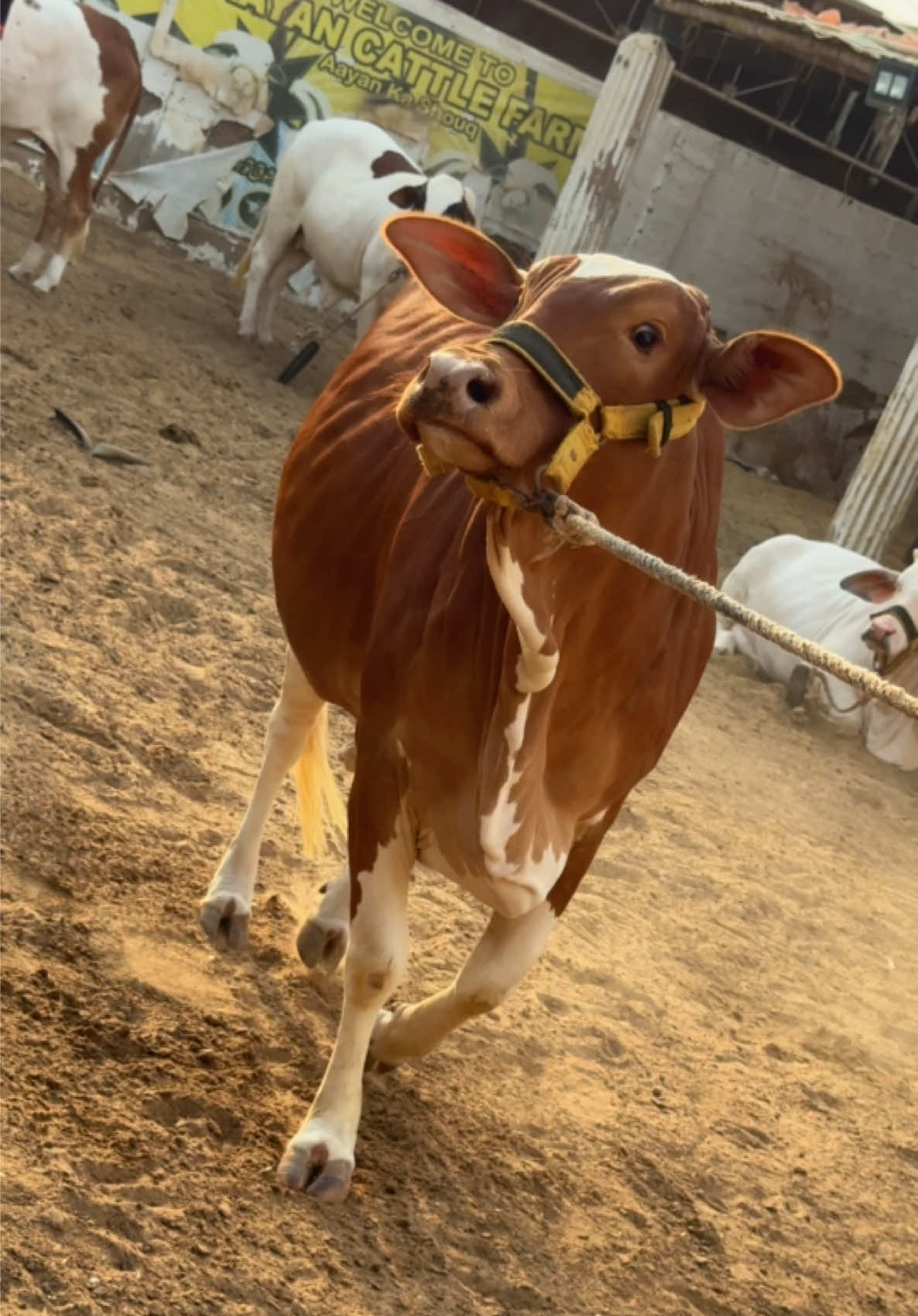 @Karachi Bull lovers