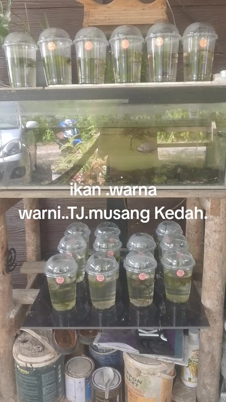 @Wan nasruy