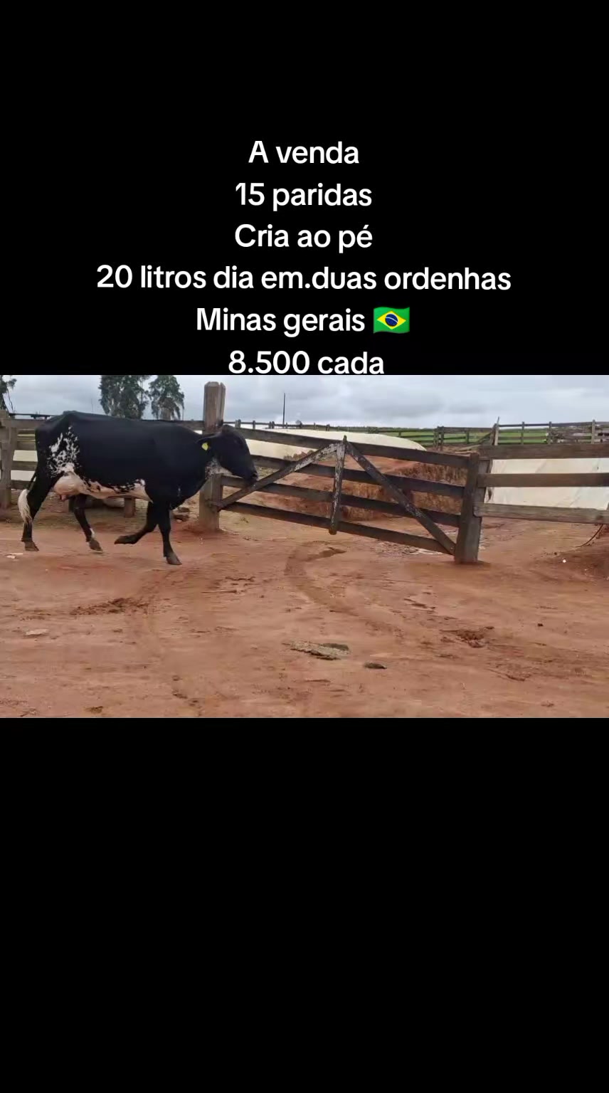 @marketing_do_gado
