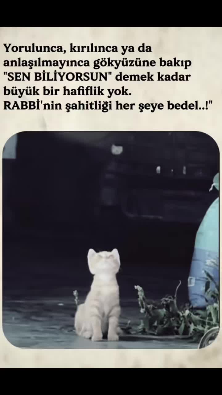 @🇹🇷ALFA🇹🇷